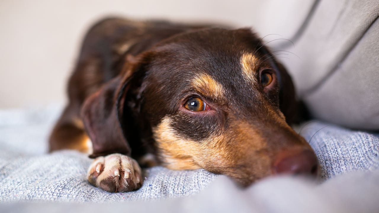 Cão deitado sobre uma manta, olhando para a câmera