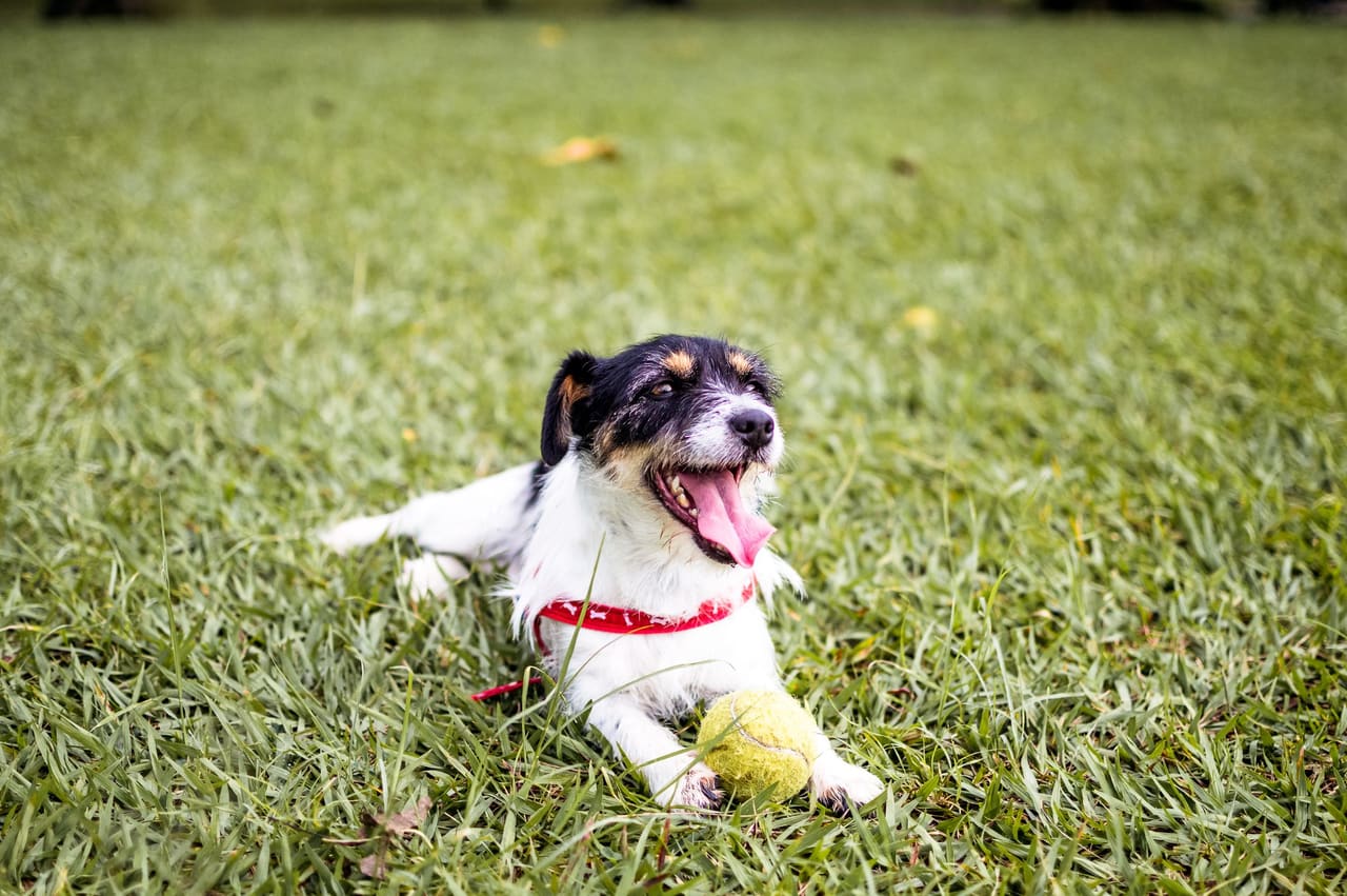 Cão deitado na grama de um parque, com uma bolinha