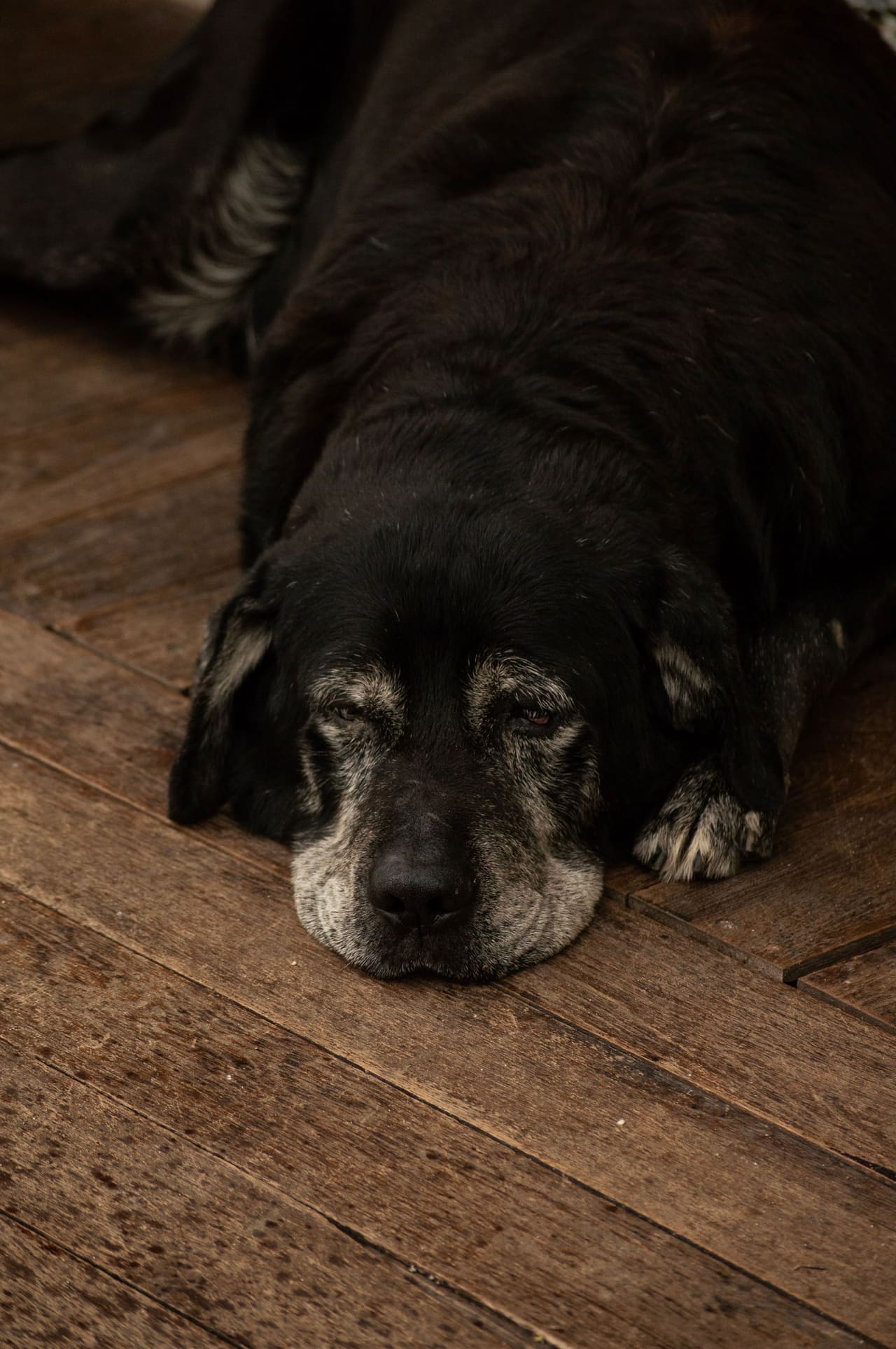 Cão idoso de pelagem preta descansando no chão de madeira