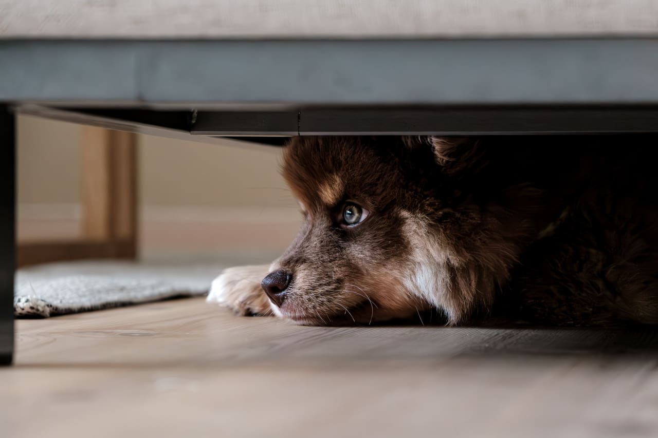Cão escondido debaixo do sofá