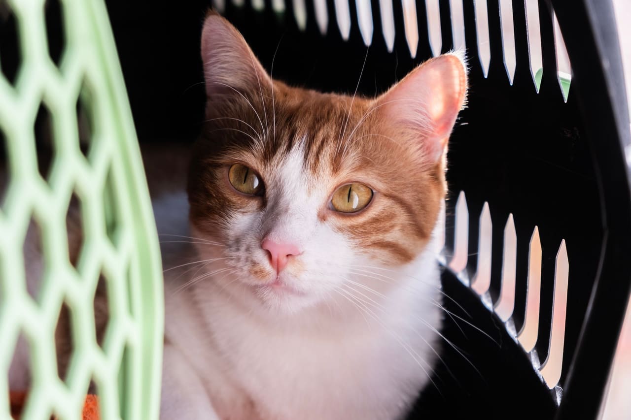 Gato atento dentro da caixa de transporte