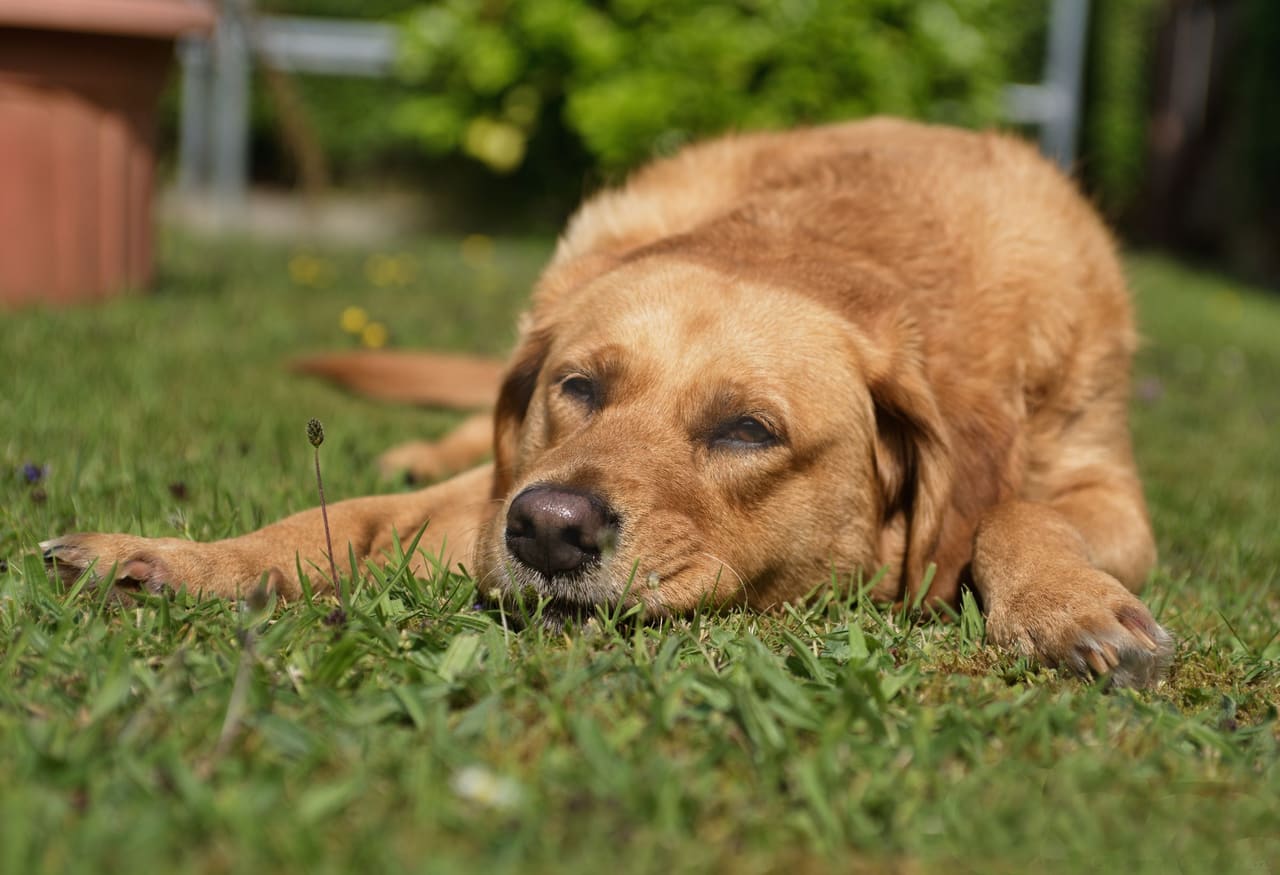 Cão de pelagem dourada deitado na grama, ao ar livre