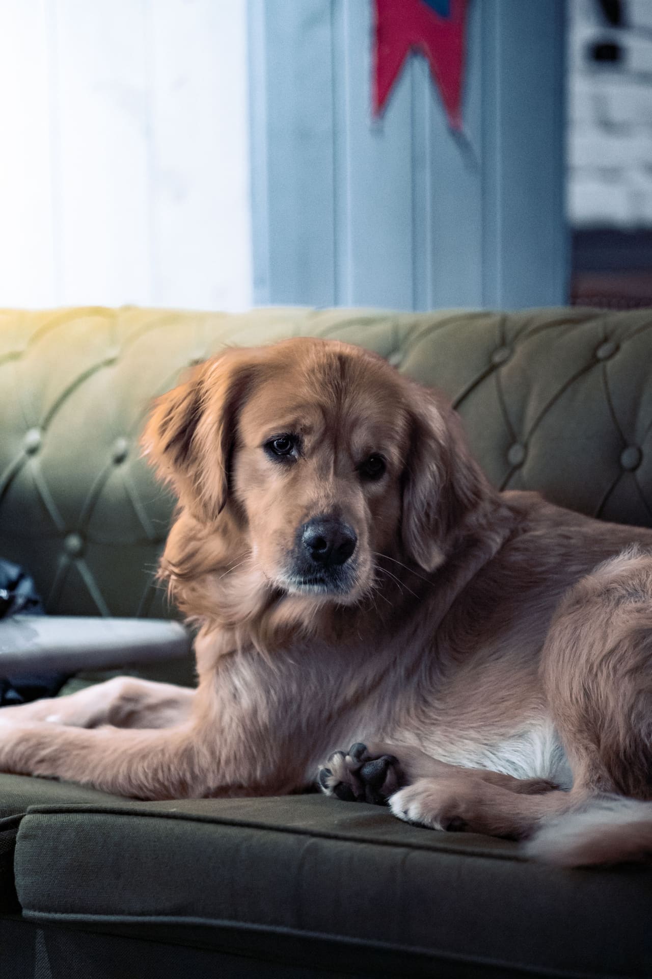 Cão tranquilo em casa durante o atendimento veterinário