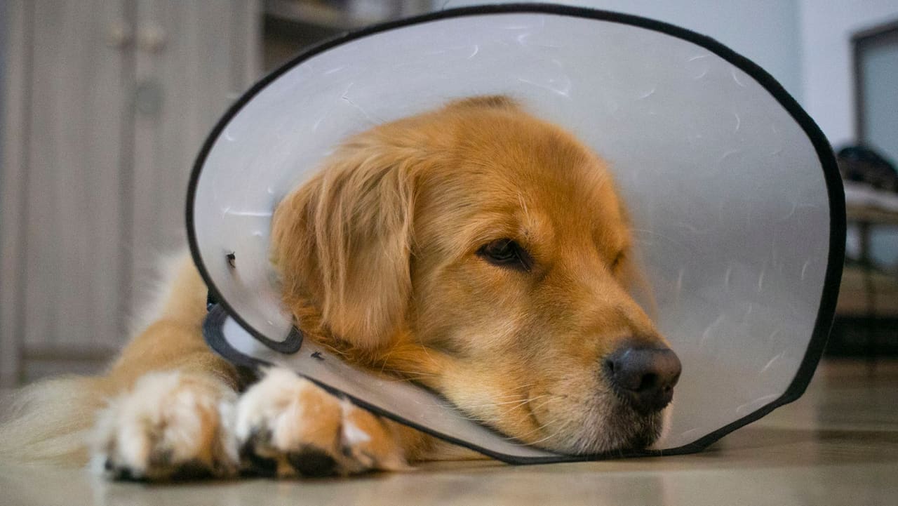 Golden retriever deitado com colar elizabetano, em recuperação de cirurgia