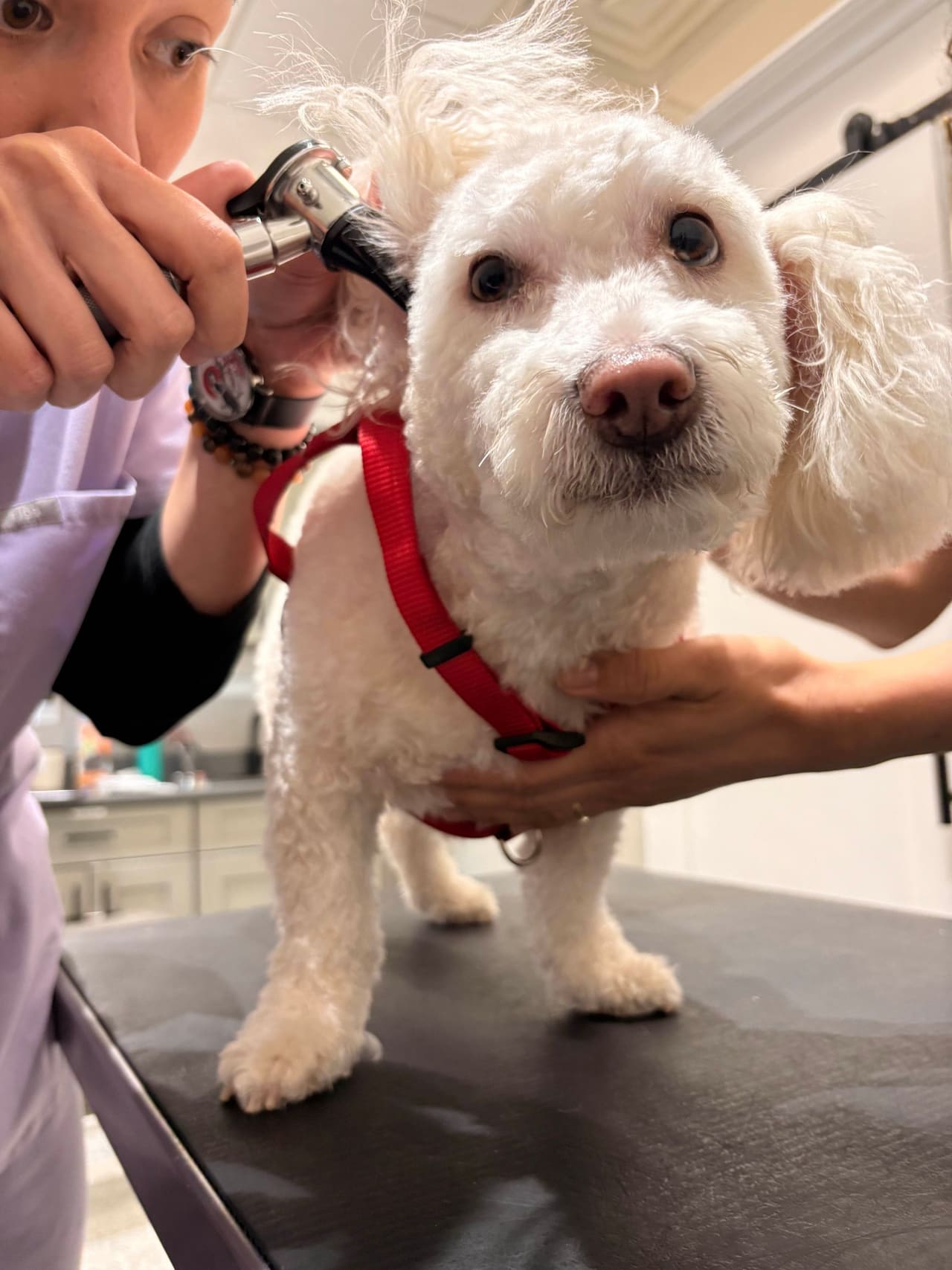 Exame do ouvido de um cão branco de pelo longo