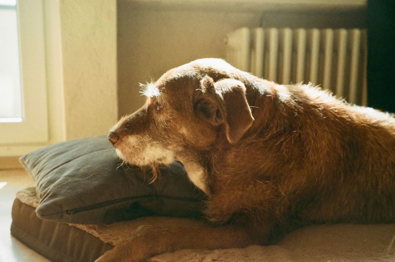 Cão idoso descansando em uma almofada, num cômodo iluminado pelo sol