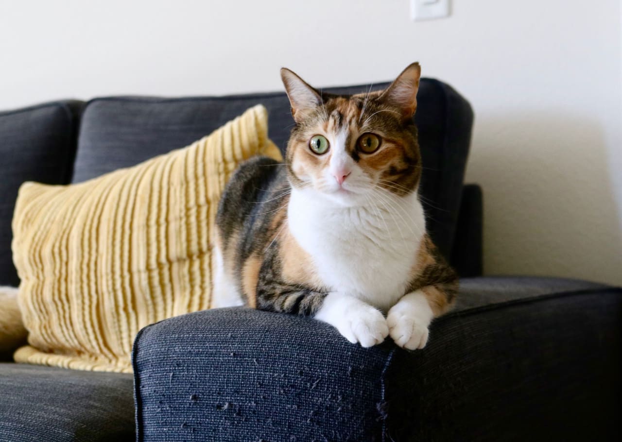 Gata tricolor sentada no sofá de casa, olhando para a câmera