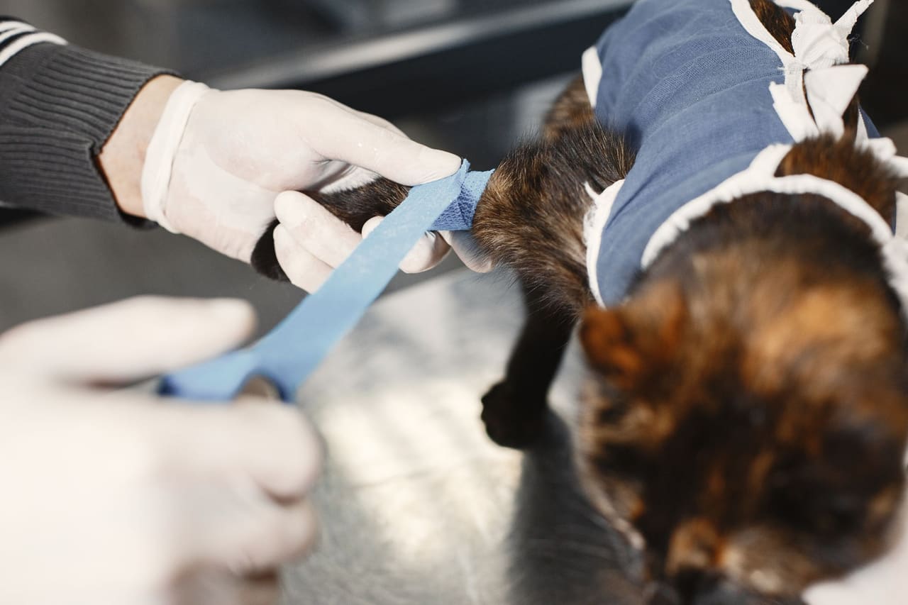 Mãos com luvas fazendo curativo na pata de um gato