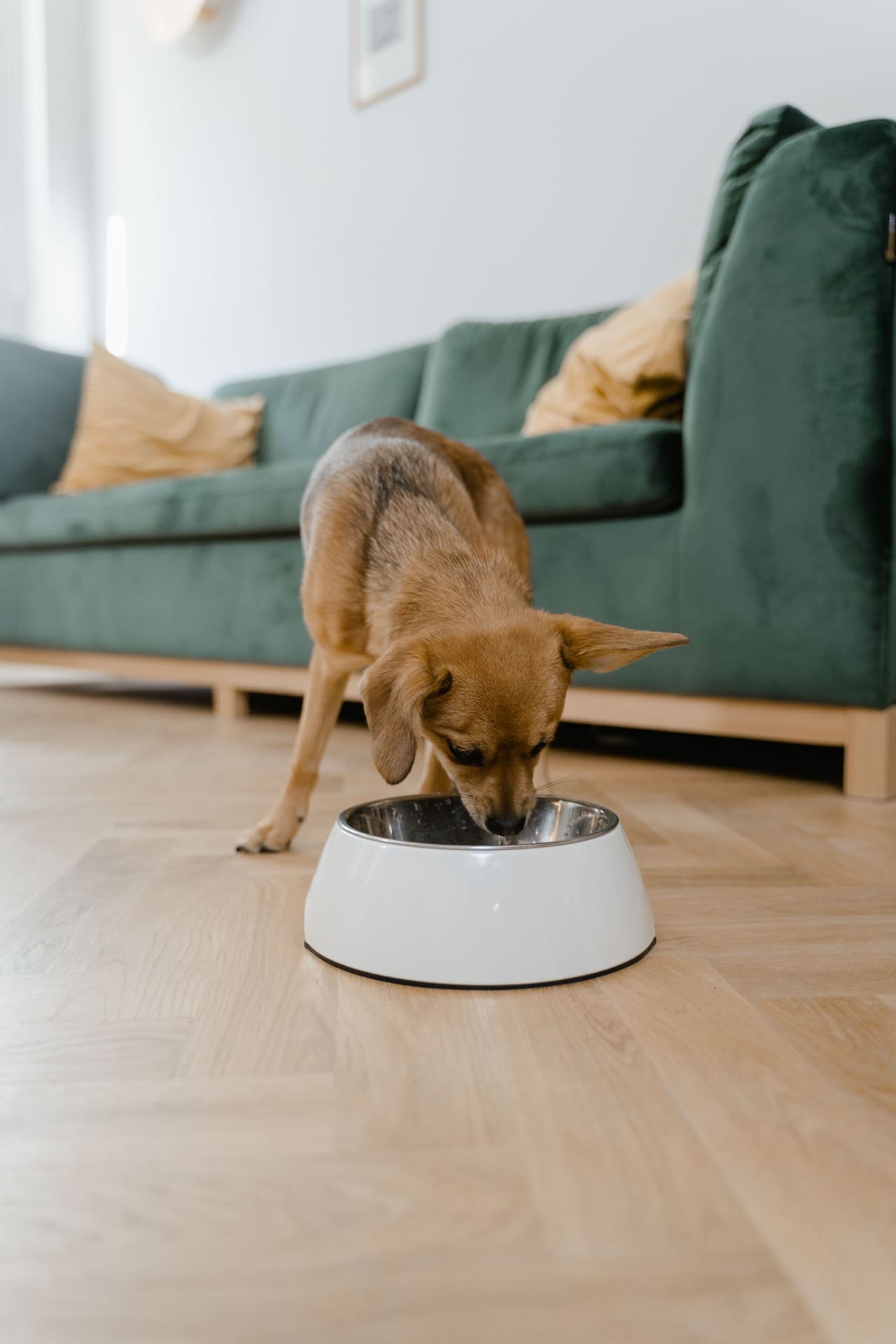 Cão comendo ração em um pote na sala de casa
