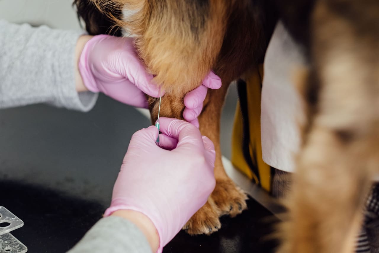 Mãos com luvas aplicando vacina na pata de um cão