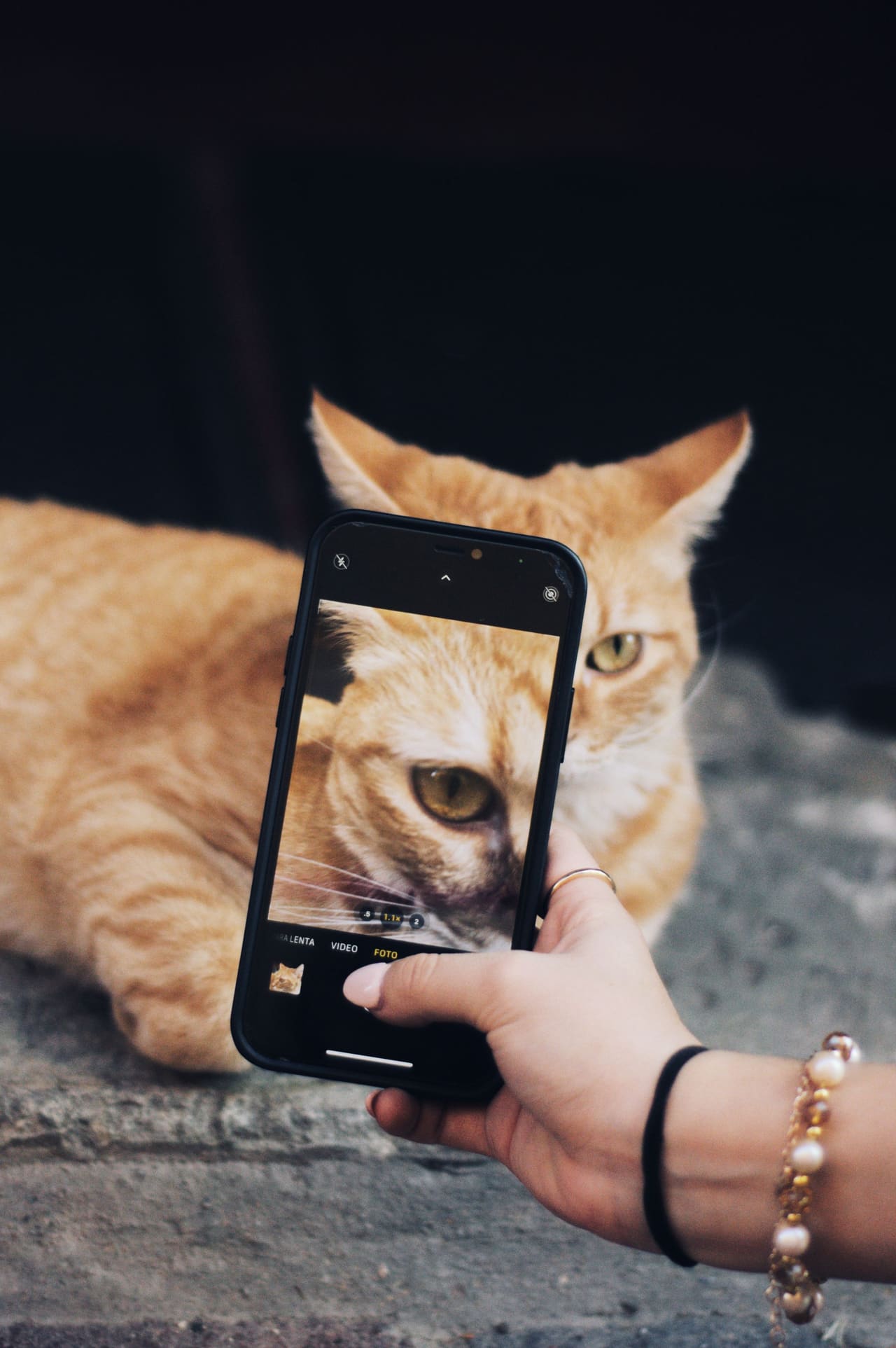Tutor filmando o gato com o celular para mostrar ao veterinário